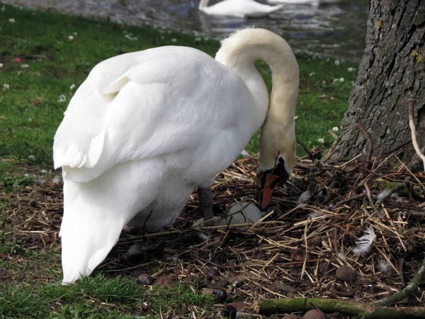 Europa Belgien Westflandern Brügge Der Weiße Schwan Kümmert Sich Die — Stockfoto