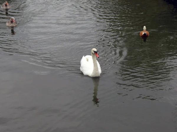 Centrální Rusko Bílá Labuť Tři Ducksfloating Rybníku — Stock fotografie