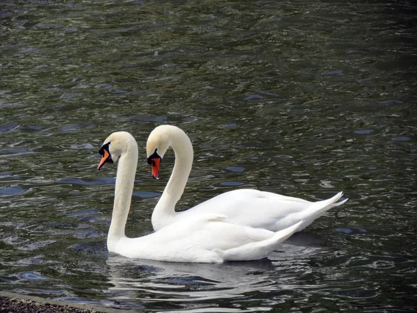 Europe Belgique Flandre Occidentale Bruges Une Paire Beaux Cygnes Blancs — Photo