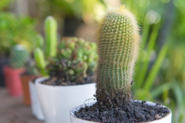 pot cactus cactus sabah ile.