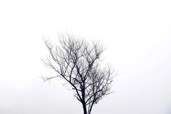 干燥的树木在冬季神秘的森林与雾的看法 — 图库照片