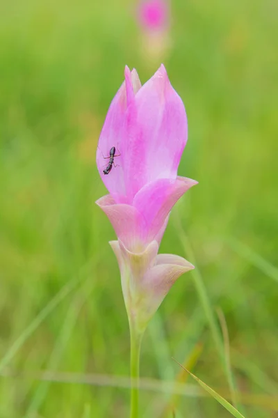 Siam Tulip Kwiat Krachai Kwiat Lub Kurkumy Sessilis Kwiaty Pola — Zdjęcie stockowe