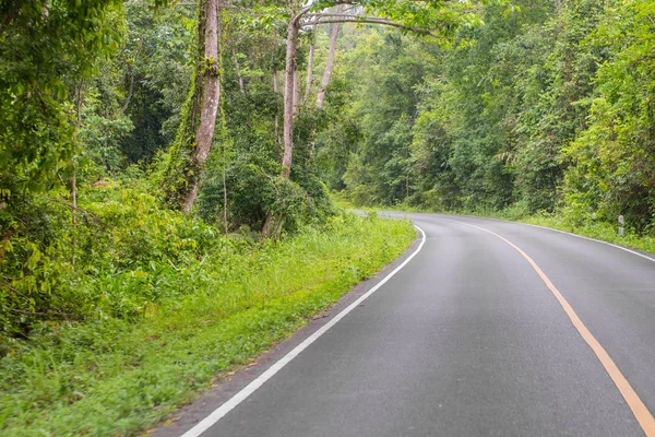 国家公園で木の国の道路 — ストック写真