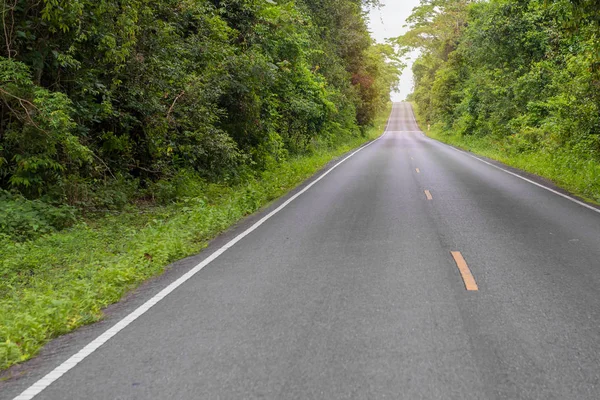 Country Road Trees Nation Park — Stock Photo, Image