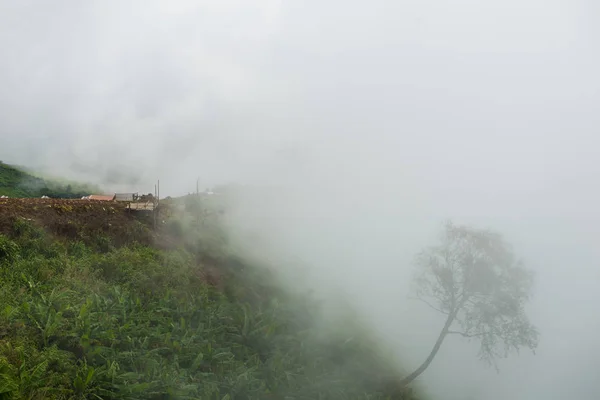 Árvore Inverno Floresta Misteriosa Com Vista Para Nevoeiro — Fotografia de Stock