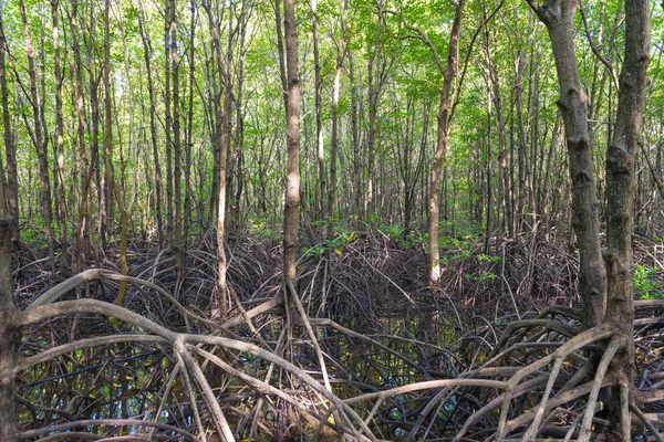 Mangrovových Stromů Kořeny Přírody Kung Krabaen Bay Thajsko — Stock fotografie