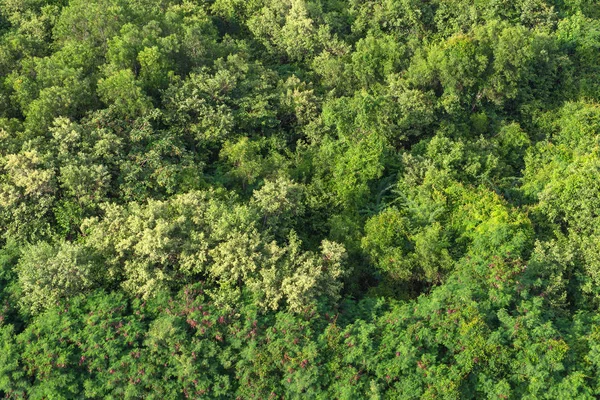 Aerial forest view on top of trees.