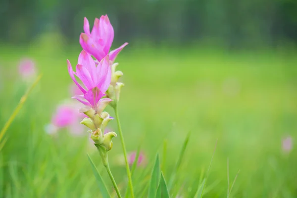 Siam Tulip Kwiat Krachai Kwiat Lub Kurkumy Sessilis Kwiaty Pola — Zdjęcie stockowe