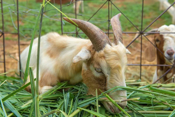 Koza Jest Jedzenie Trawy Farmie — Zdjęcie stockowe
