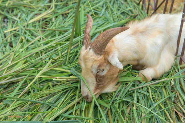 Cabra Está Comiendo Hierba Granja —  Fotos de Stock