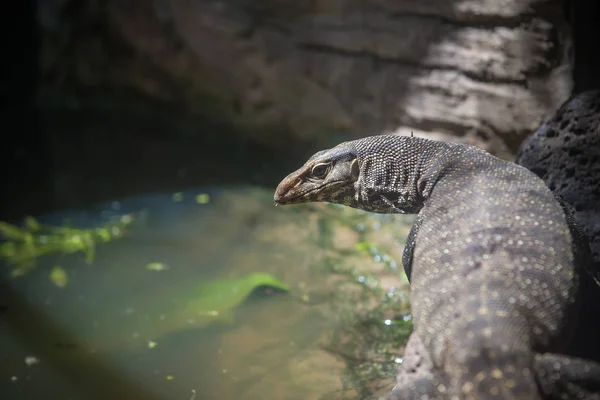Varanus Salvator Joskus Kutsutaan Virheellisesti Komodo Dragon Puistossa Thaimaassa — kuvapankkivalokuva
