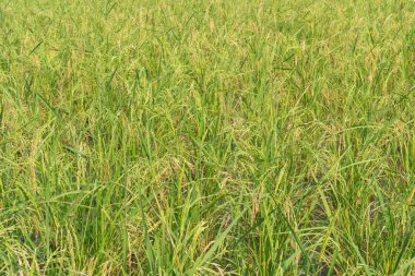 Pirinç berry çiftliğinde. (Tayland pirinç yasemin siyah)