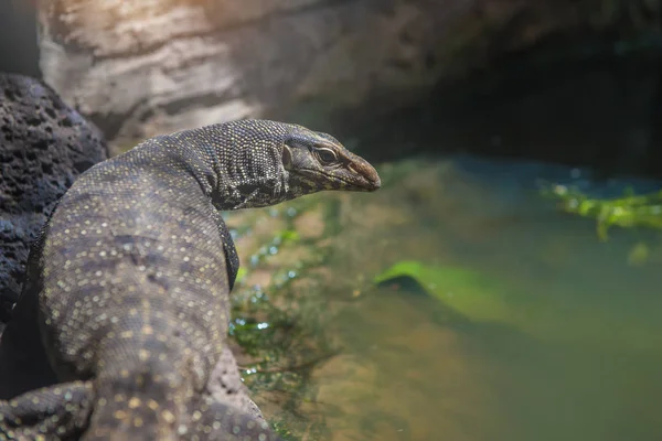 Varanus Salvator Parku Thajsko Také Někdy Nazývá Chybně Komodo Dragon — Stock fotografie