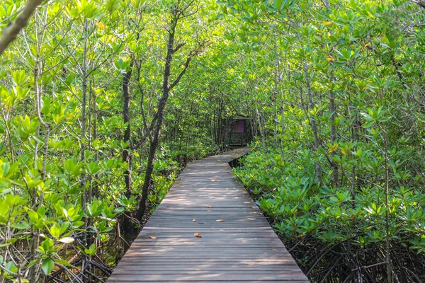 Mangrove Arbres Racines Nature Kung Krabaen Bay Thaïlande — Photo