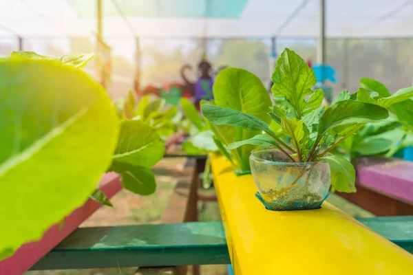 Organic Hydroponic Vegetable Cultivation Farm — Stock Photo, Image