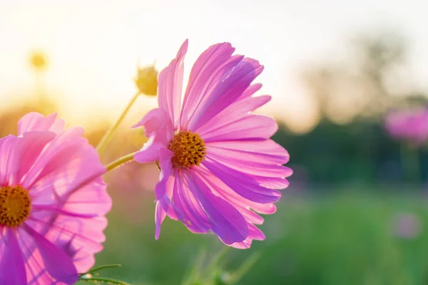 美しい庭のコスモス色の花 — ストック写真