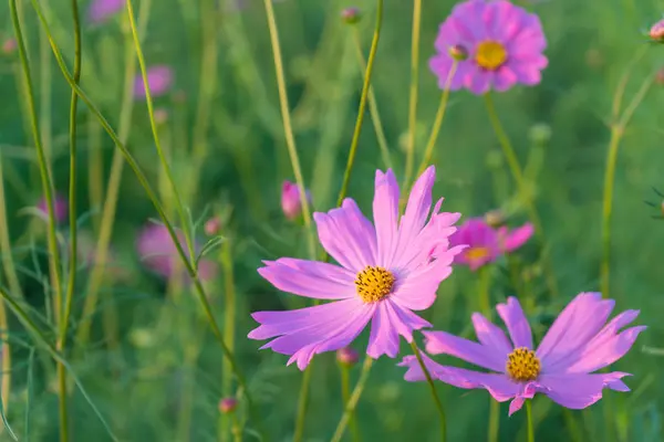 Cosmos Flor Colorida Hermoso Jardín — Foto de Stock