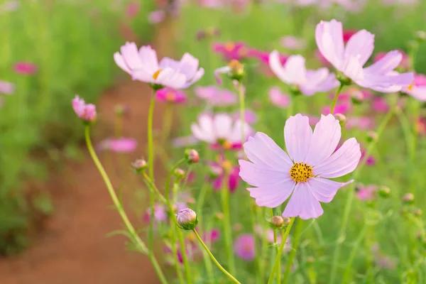 Cosmos Flor Colorida Hermoso Jardín — Foto de Stock