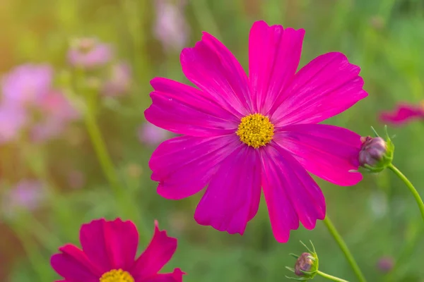 Cosmos Fleur Colorée Dans Beau Jardin — Photo