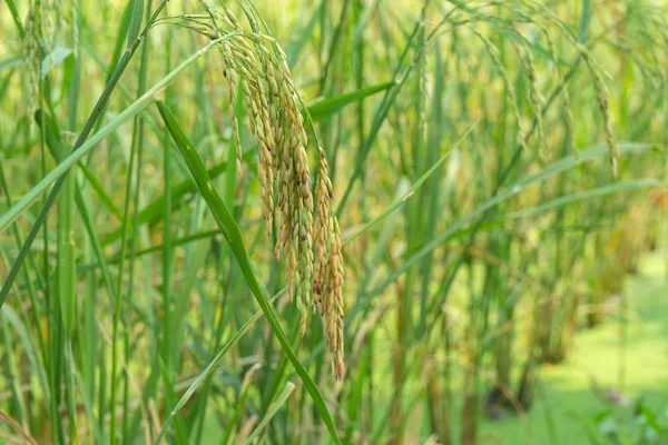 Rice Berry Farmě Thajská Černá Jasmínová Rýže — Stock fotografie
