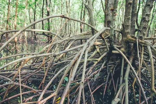 Mangrovenbäume Und Wurzeln Natur Kung Krabaen Bay Thailand — Stockfoto