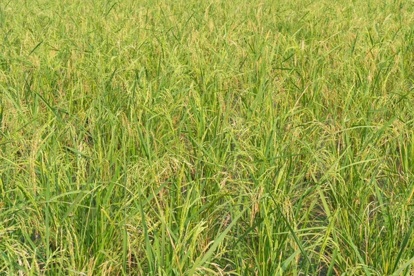 Рисовая Ягода Ферме Тайский Черный Жасминовый Рис — стоковое фото