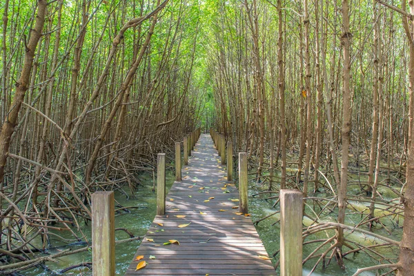Mangrovenbäume Und Wurzeln Natur Kung Krabaen Bay Thailand — Stockfoto