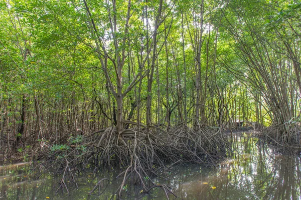 Mangrovenbäume Und Wurzeln Natur Kung Krabaen Bay Thailand — Stockfoto