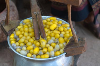 Silkworms beyaz tabak içinde iç içe geçirme ve ipek kumaş için kullanın.