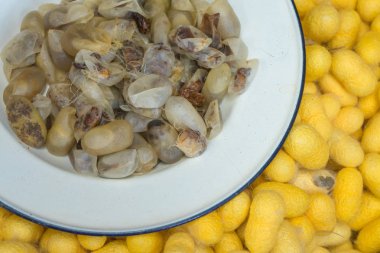 Silkworms beyaz tabak içinde iç içe geçirme ve ipek kumaş için kullanın.