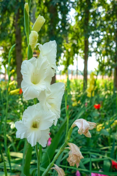 Bunte Gladiolenblüten Schönen Garten — Stockfoto