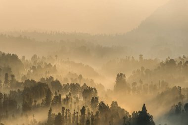 Güneş ışını, Bromo Tengger Semeru Milli Parkı, Doğu Java, Endonezya ile iğne yapraklı orman.