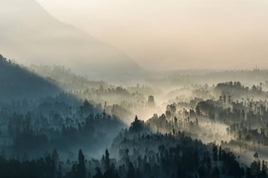 Güneş ışını, Bromo Tengger Semeru Milli Parkı, Doğu Java, Endonezya ile iğne yapraklı orman.