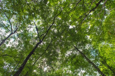 Yerden yukarı görülen ormanda sonbahar ağacı.