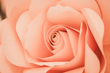 Romantik arka plan ya da Sevgililer günü için yumuşak tarzında tatlı renk pembe gül güzel.