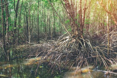 Mangrov ağaçlar ve kökleri doğa Kung Krabaen Bay Tayland at.