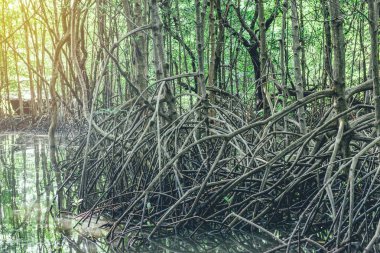 Mangrov ağaçlar ve kökleri doğa Kung Krabaen Bay Tayland at.