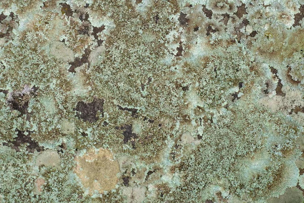 Поверхнева Текстура Бетонної Цементної Стіни Грибком Фону — стокове фото