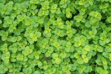 arka plan için Tarım çiftliği yaprak yeşil.