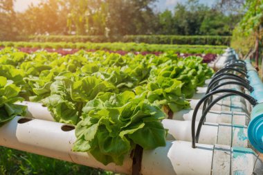 Çiftlikteki organik hidroponik sebze..