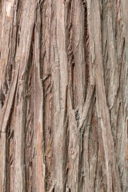 Kabuk doku deseninin arka plan için kahverengi ağacının kapatın.