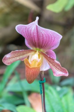 Güzel bahçe lady's terlik orkide renkli. (Paphiopedilum Callosum)