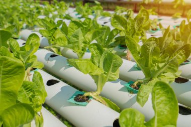 Çiftlikteki organik hidroponik sebze..