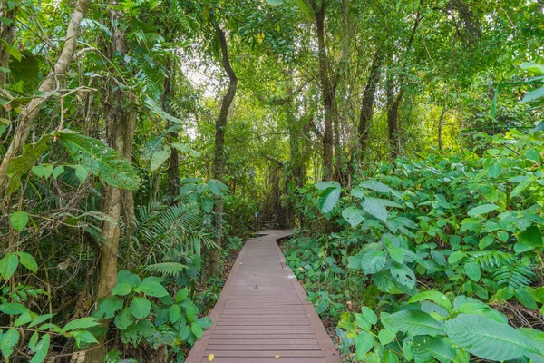 Wooden Bridge Pathway Forest National Park — Stock Photo, Image