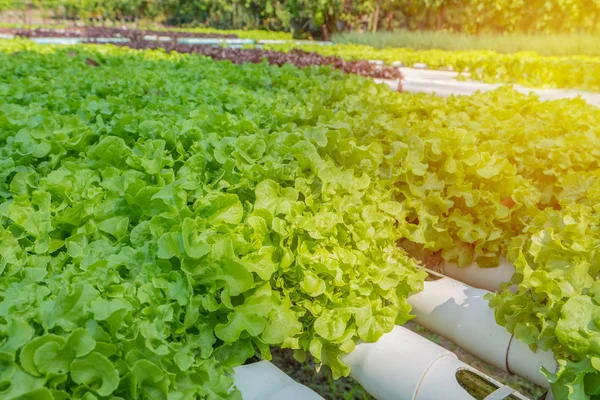 Hortalizas Hidropónicas Orgánicas Granja Cultivo — Foto de Stock