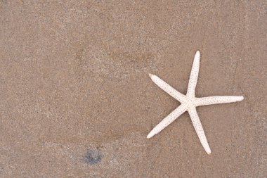 Deniz yıldızı deniz ile yaz aylarında kum plajındaki.
