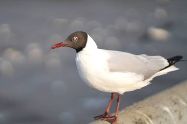Denizde Demiryolu Köprüsü üzerinde martı duran.