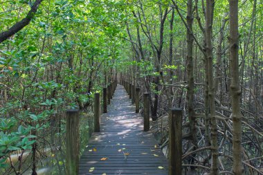 Mangrov ağaçlar ve kökleri doğa Kung Krabaen Bay Tayland at.
