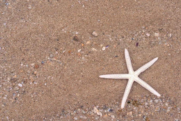 Nyáron Tenger Homokos Strandon Tengeri Csillag — Stock Fotó