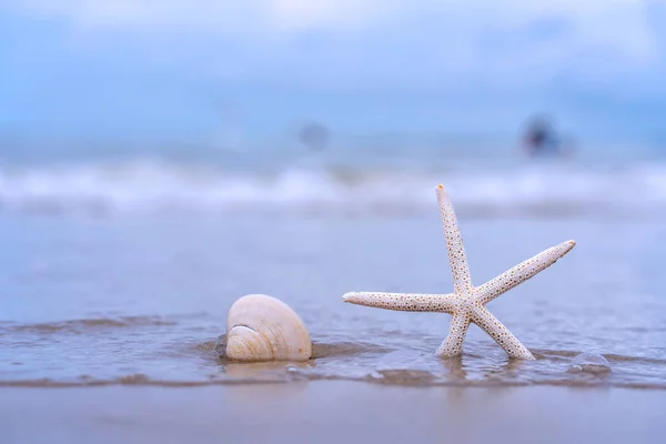 Hvězdice Písečné Pláži Létě Mořským Pozadím — Stock fotografie